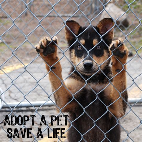 Adoption first animal rescue - Show your love for animals—and help every pet find the loving home they deserve. If you can’t adopt, foster. If you can’t foster, donate. Help us help them. Contact us if you're looking to adopt or donate or volunteer. PO Box 826, Chepachet, RI 02814. (401) 317-9172. info@arne-ri.org.